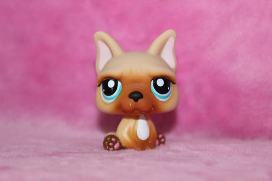 Authentic LPs French bulldog