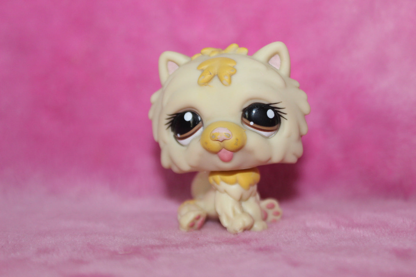 Authentic blemished lps chow chow dog