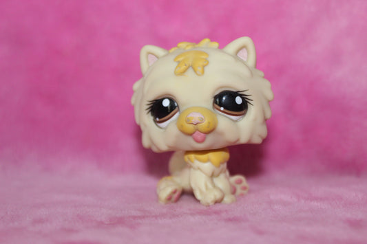 Authentic blemished lps chow chow dog