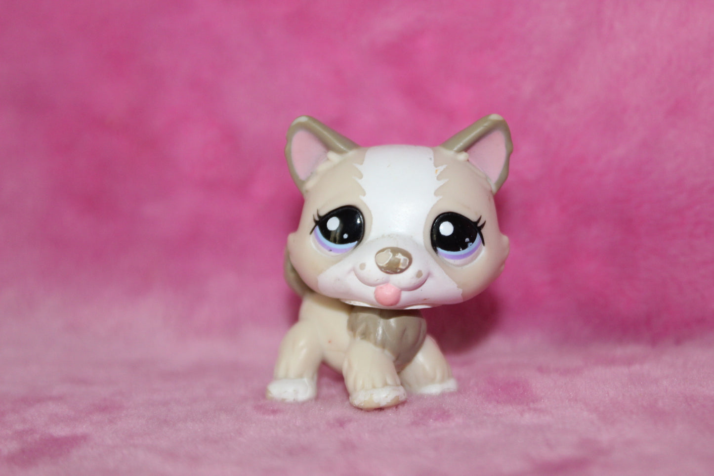 Authentic blemished lps husky dog