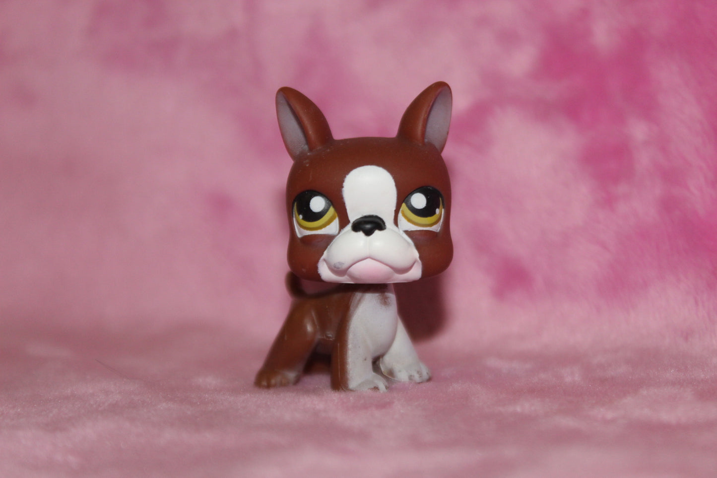 Authentic Blemished LPS Boston Terrier Dog