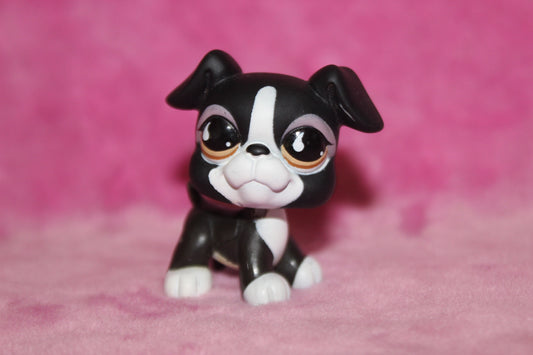 Authentic LPS Boston Terrier Dog