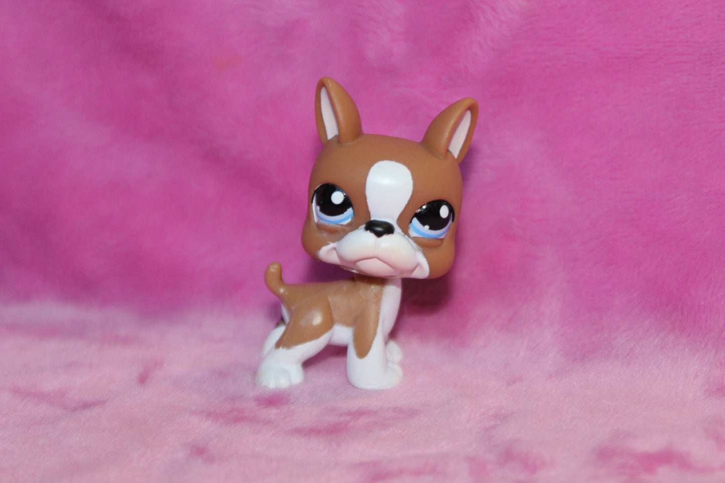 Authentic LPS Boston Terrier Dog